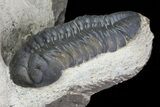 Sweet Crotalocephalina & Reedops Trilobite Association #75573-5